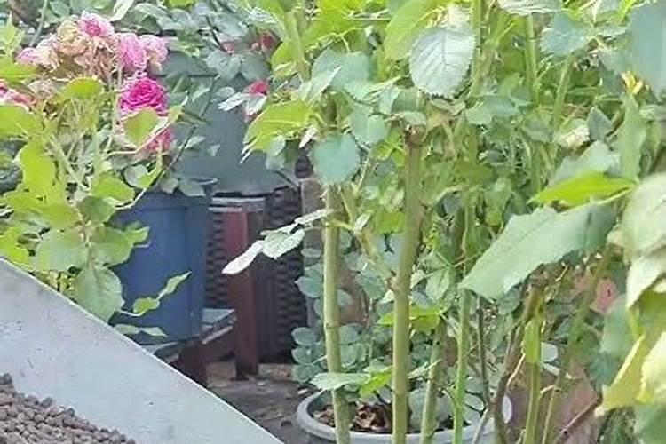 月季花6月份花后怎么施肥？