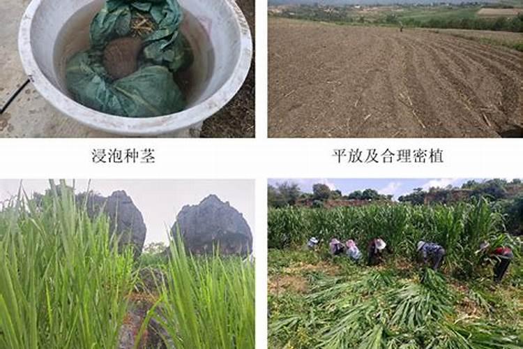 王草的种植技术