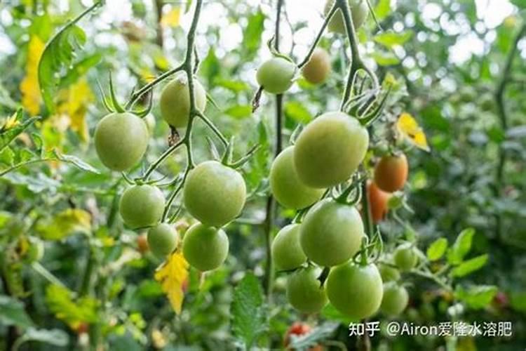 番茄在我国种植非常广泛,番茄产生膨果慢的原因是什么？
