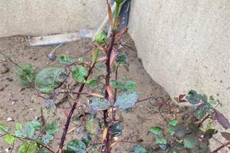 请问各位专家,月季什么病？