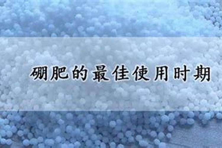 硼肥的最佳使用时期