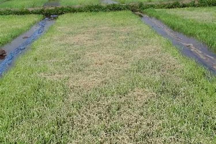 水稻秧苗腐烂是什么原因？有哪些防治方法？