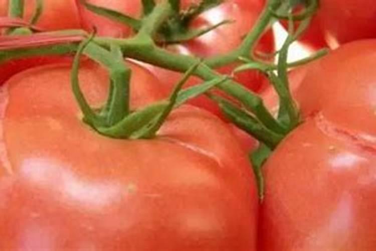 番茄的主干怎么回事？