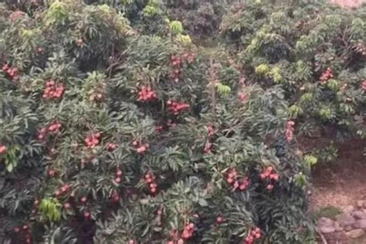 荔枝到售卖阶段了,可脱果落果情况严重该怎么处理？