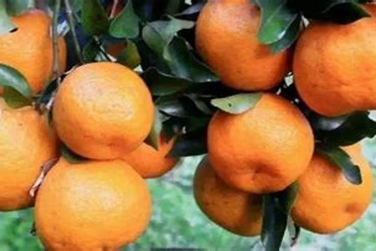 钾肥是稳产关键,但是不合理补钾却造成肥害!