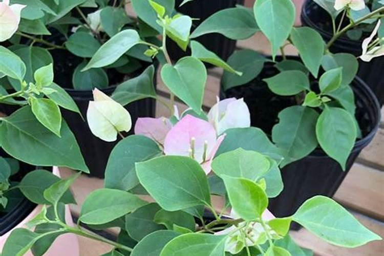 三角梅叶片薄可以喷叶面肥吗