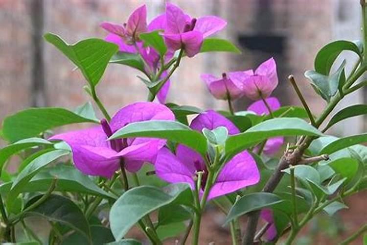 三角梅如何养护叶片花朵很鲜艳