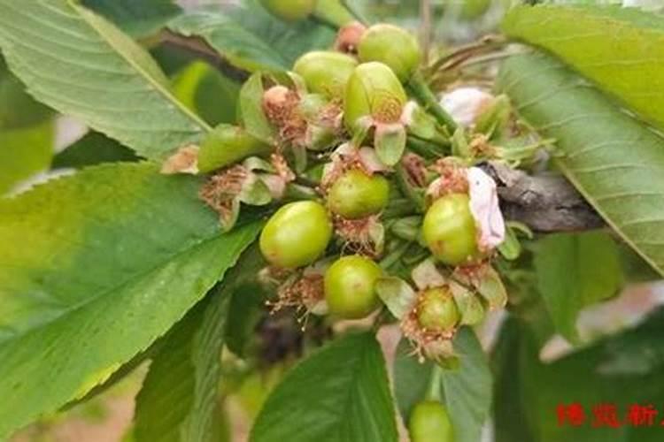 大樱转色期变黑快用什么方法