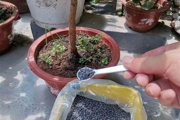 花盆土壤加肥
