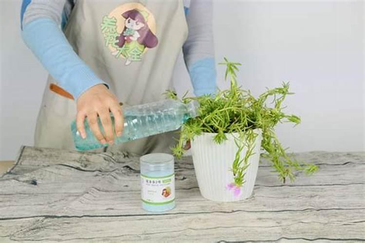 春天了,家里的花要施肥了。问问啥肥料好了？