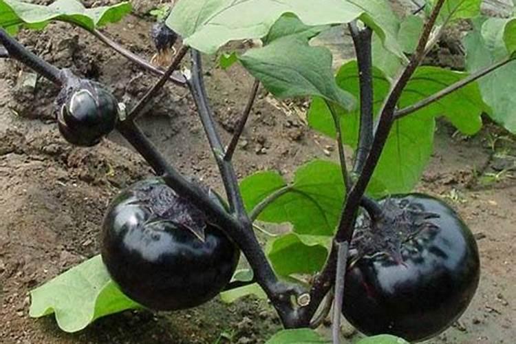 茄子膨大素什么时候用好？茄子什么肥可以促进果实膨大？