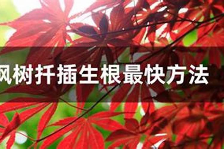 枫树扦插生根最快方法,让枫树枝条扦插生根只需4步