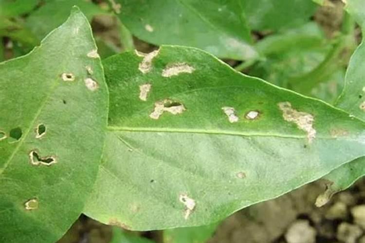 请问菜椒有什么常见病害,和防治急等谢谢