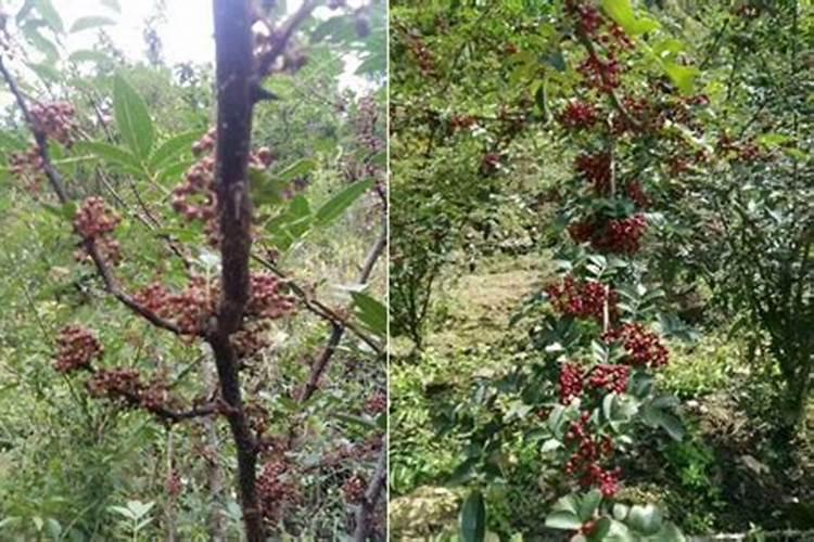 花椒施什么肥料好