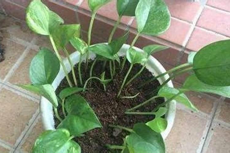 绿叶宝可以兑水浇土培绿萝吗