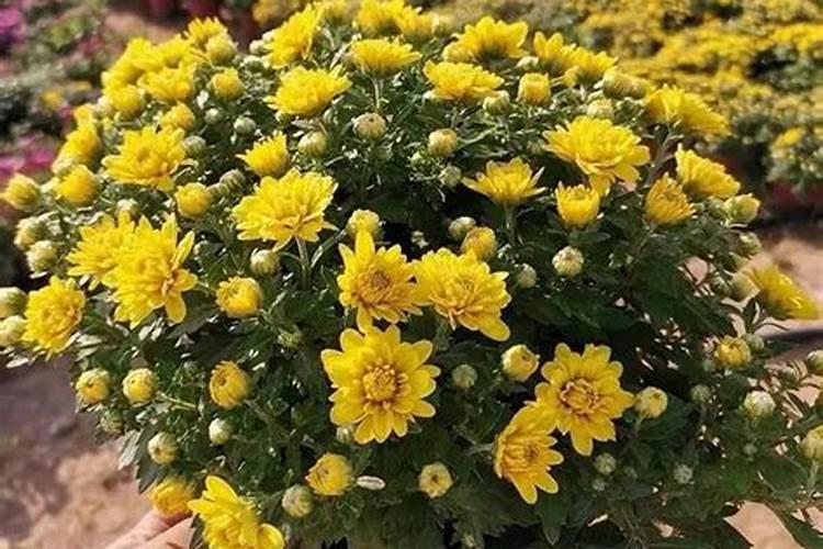 菊花开花期间怎么浇水和施肥