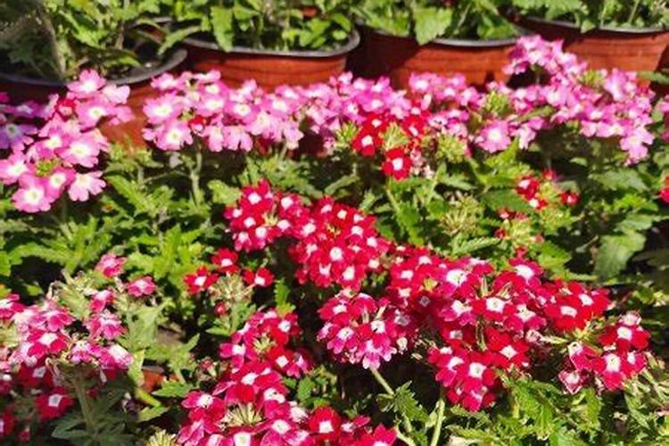 给花卉施肥的基本原则有哪些？