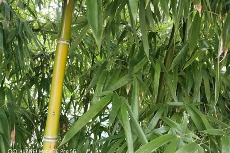 竹子多少钱一棵？竹子怎么种、什么时候种？