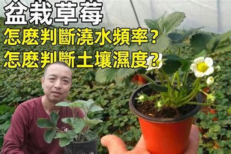 盆栽草莓几天浇一次水？