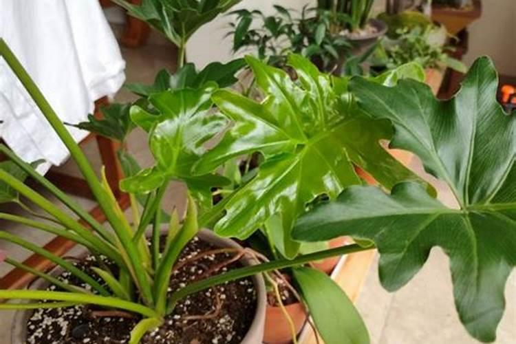 家庭养花如何合理施肥:忌浓肥忌热肥忌坐肥