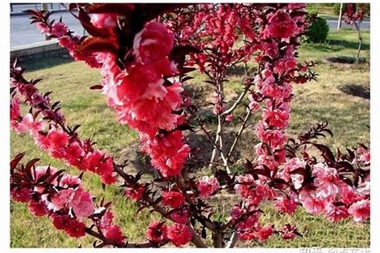 红叶碧桃几月移栽,春季移栽成活率更高