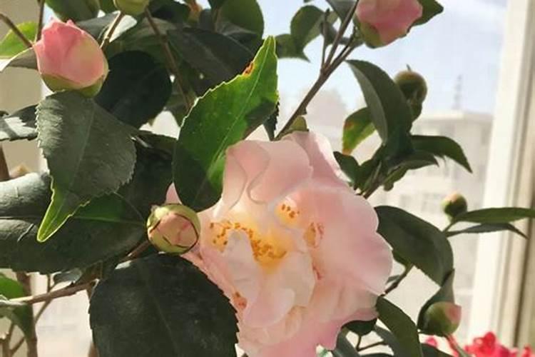 刚买回来结满了花苞的茶花,现在要怎样施肥