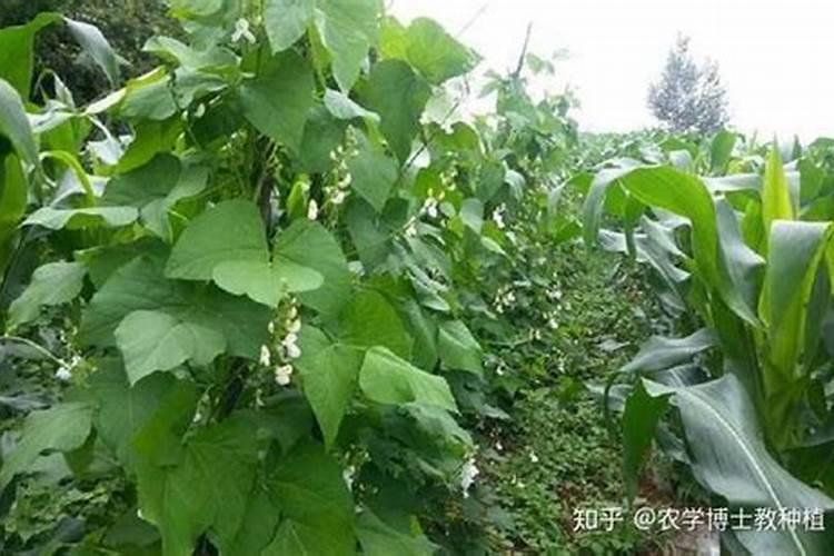 高钾肥喂菜豆怎么样施肥？
