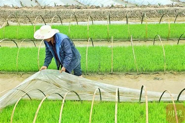 水稻秧苗什么时候施尿素