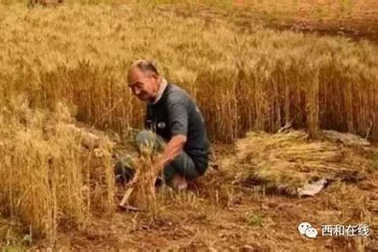 麦子淹黄了怎么办啊老师门