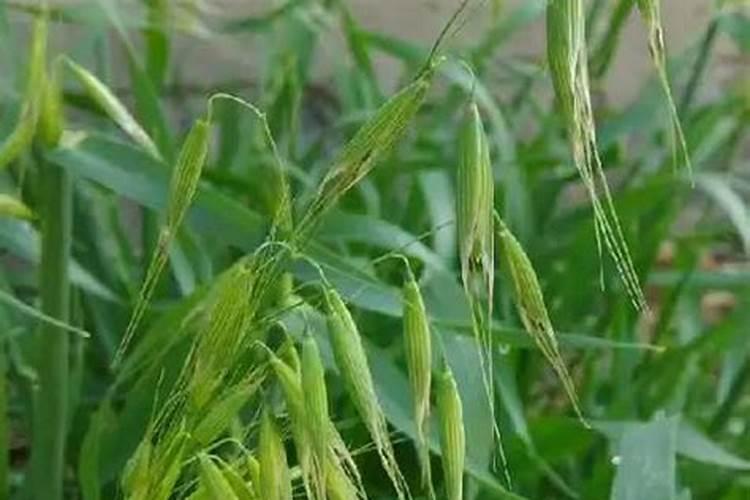 请问专家麦子什么病