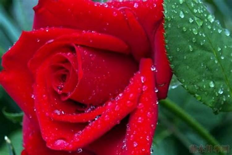 月季卡罗拉怎么养？