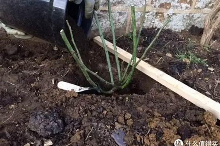 月季苗栽种完以后,需要怎么施肥？