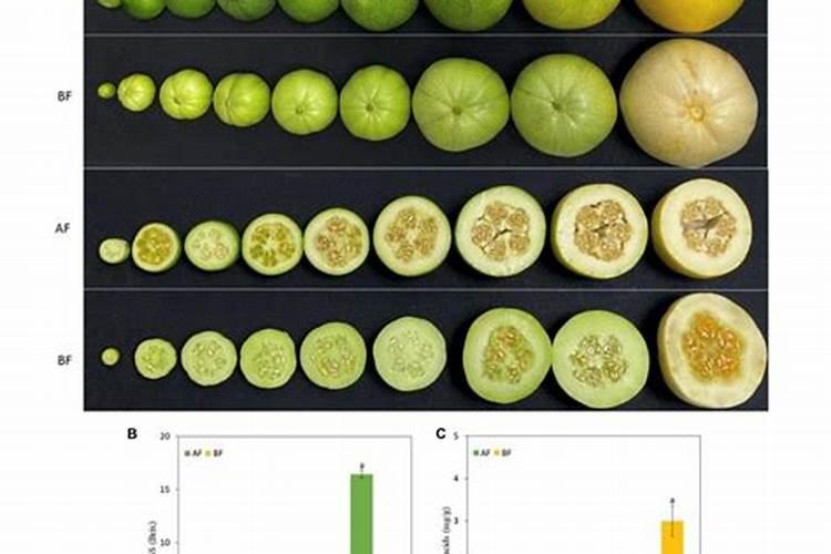在甜瓜快要成熟阶段能不能冲果蔬宝？