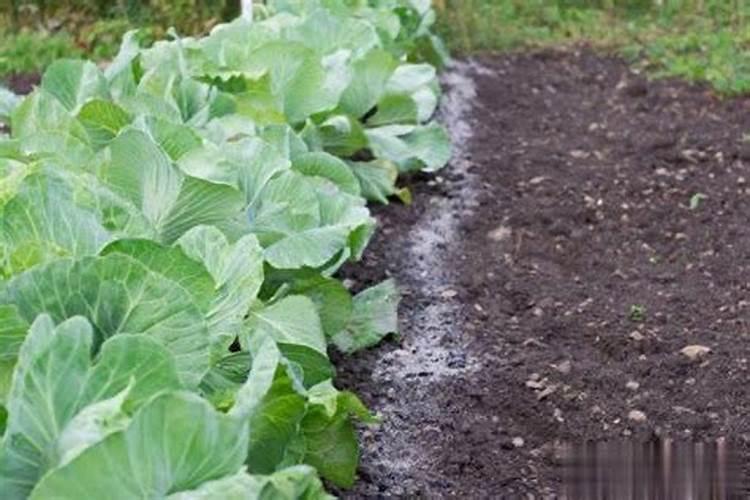 草木灰在小白菜上怎么使用