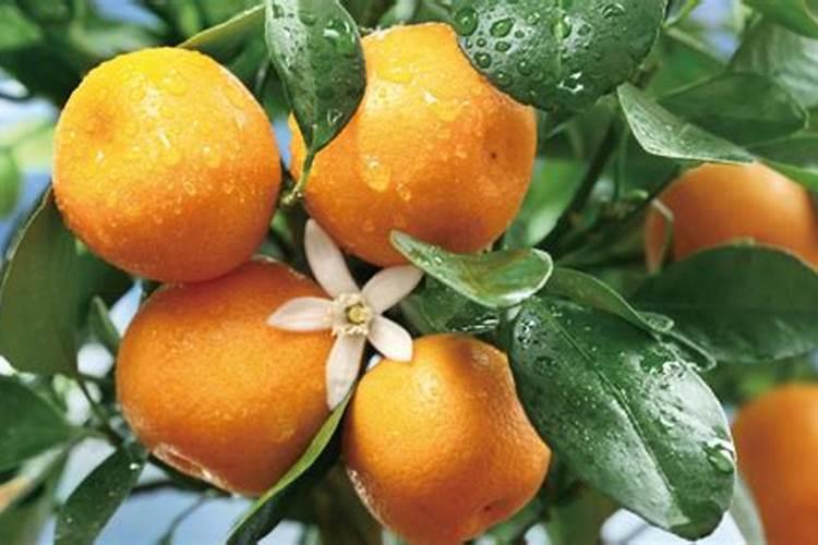 柑橘应该如何施用叶面肥？