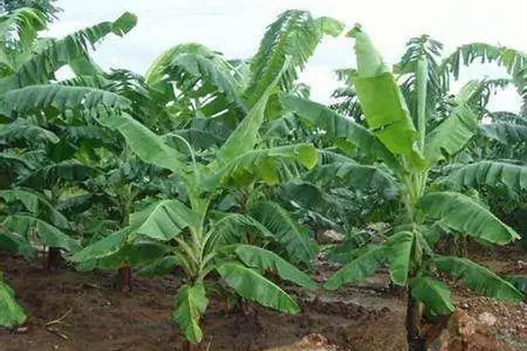 香蕉壮杆需要什么肥多