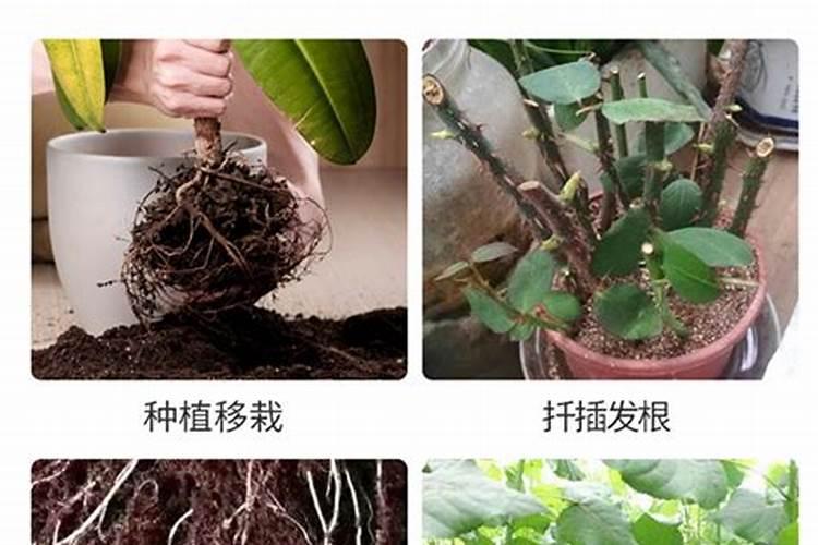 尿素淋根最佳处理方法