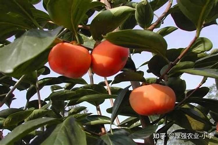 什么时候能给柿子树施肥？哪里有柿子树苗批发？甜柿需要哪些肥料？