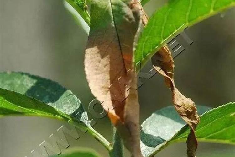 桃树苗 怎么防治病害？