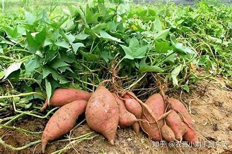 红薯苗黄叶病用什么药防冶