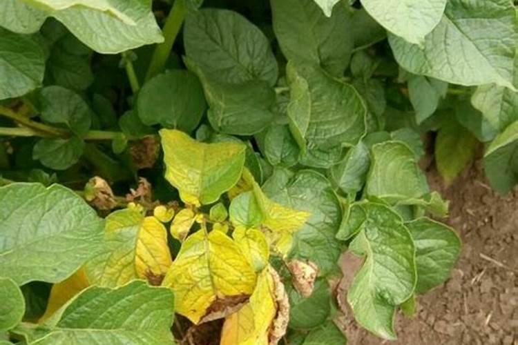 红薯黄叶可以用米醋加水喷吗