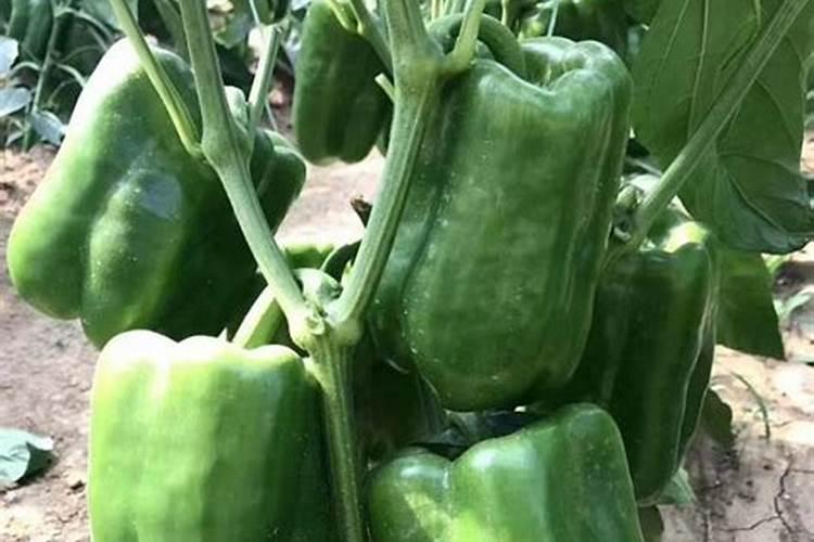 蔬菜缺钾症有哪些防治措施？