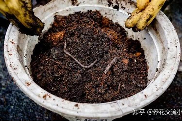 怎么让土里有蚯蚓