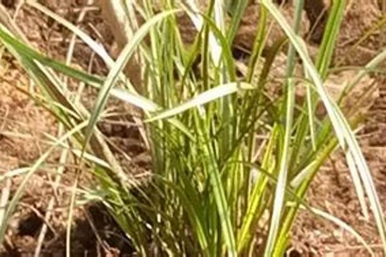 知母的养殖方法是什么