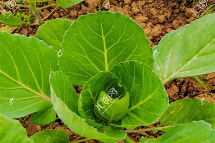 育的花菜白菜包菜苗出土后多少天可打点叶面肥？