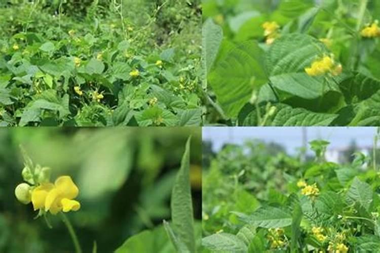 红小豆开花了,能用稀草哃吗？