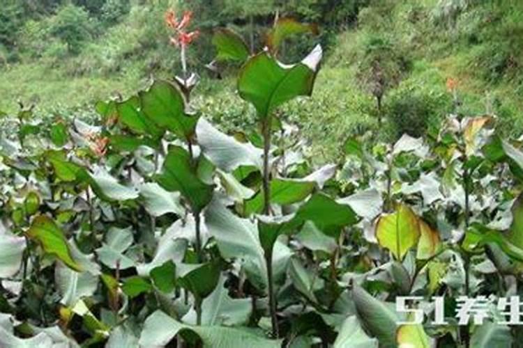 芭蕉芋种植方法是什么