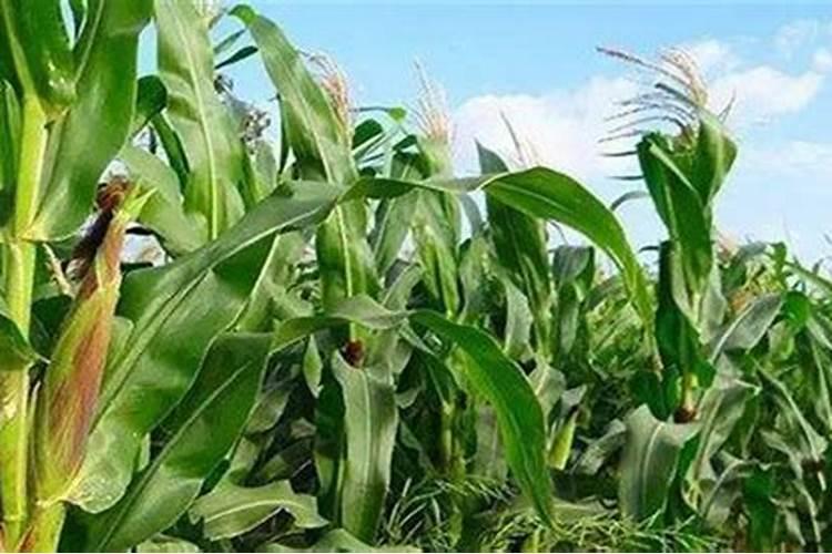 早春糯玉米种植技术