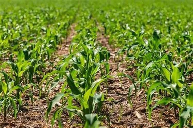 鄂白糯1号<4> 栽培技术要点