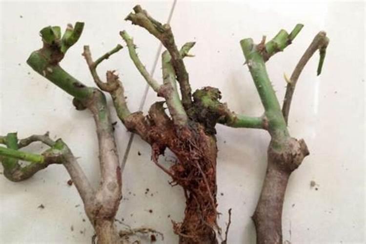 玫瑰老桩冬天怎么养